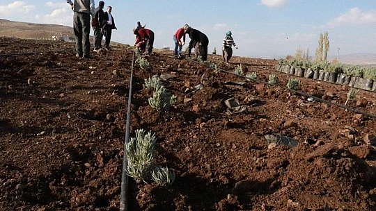 Doğu Anadolu Bölgesi'nin en büyük lavanta bahçesi Elazığ'da kuruldu