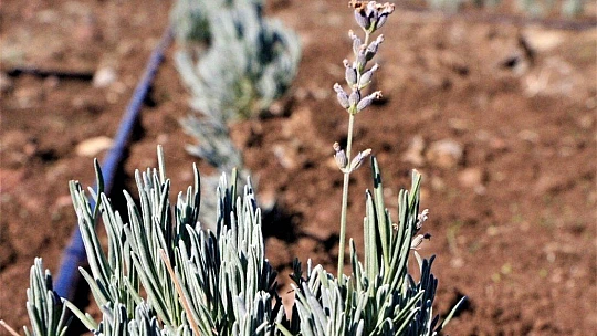 Doğu Anadolu Bölgesi'nin en büyük lavanta bahçesi Elazığ'da kuruldu