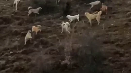 Domuz ile köpekler arasında amansız mücadele