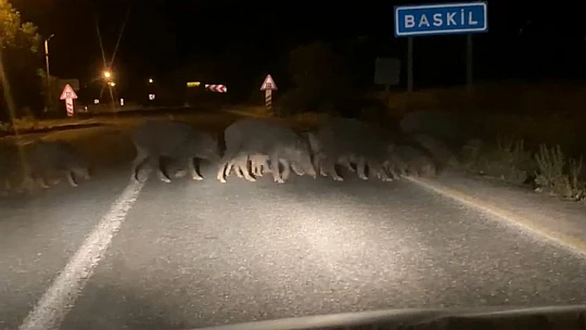 Domuz sürüsü araçlara aldırış etmeden karşıya geçti