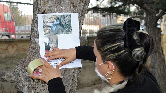 Ebru öğretmen kayıp kedisini sokak sokak arıyor