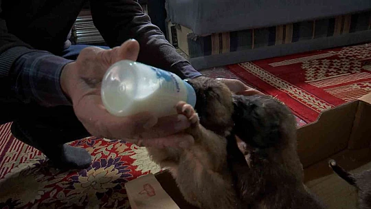 Eksi 3 derecede bulduğu 7 yavru köpeği evine getirip, sobanın önünde biberonla beslemeye başladı