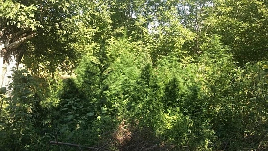 Ektiği hint kenevirlerini sularken suç üstü yakalandı