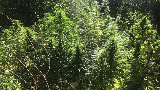 Ektiği hint kenevirlerini sularken suç üstü yakalandı