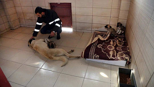 Elazığ Belediyesi Hayvan Bakım Evi ziyarete açılıyor