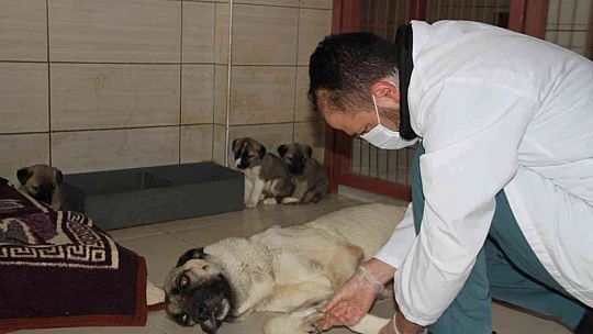 Elazığ Belediyesi Hayvan Hastanesi ve Bakım Evinde 5 binin üzerinde hayvan tedavi edildi
