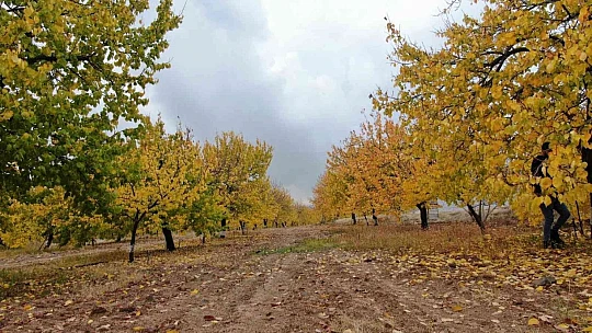 Elazığ'da 'altın yaprakların' sonbahar güzelliği