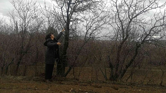 Elazığ'da 'Çedene kahvesinin' tescillenmesi üreticiyi sevindirdi