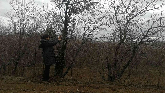 Elazığ'da 'Çedene kahvesinin' tescillenmesi üreticiyi sevindirdi