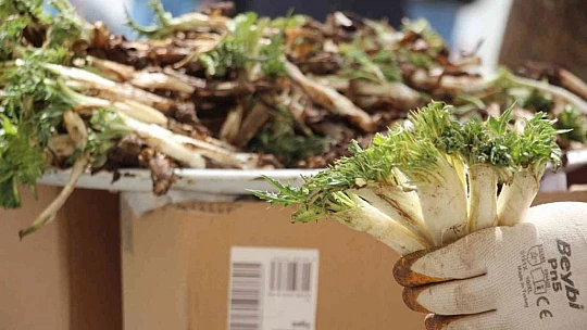 Elazığ'da 'Çiriş' ve 'Kenger' otu, tezgahlardaki yerini aldı