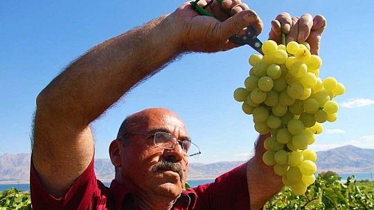 Elazığ'da 'En tatlı' hasat dönemi başladı