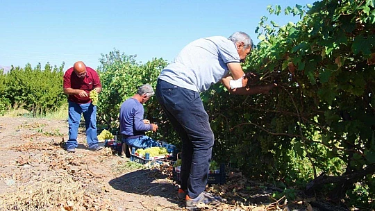 Elazığ'da 'En tatlı' hasat dönemi başladı