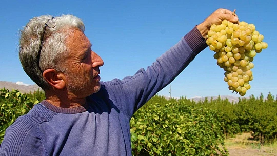 Elazığ'da 'En tatlı' hasat dönemi başladı
