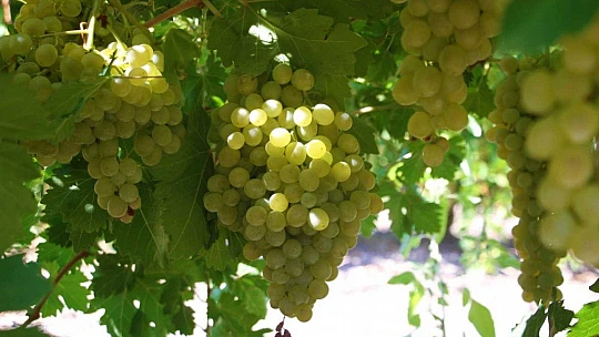 Elazığ'da 'En tatlı' hasat dönemi başladı