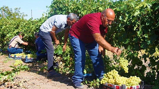 Elazığ'da 'En tatlı' hasat dönemi başladı