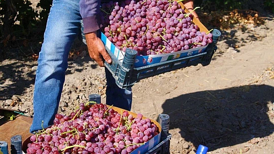 Elazığ'da 'En tatlı' hasat dönemi başladı
