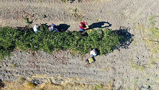Elazığ'da 'En tatlı' hasat dönemi başladı