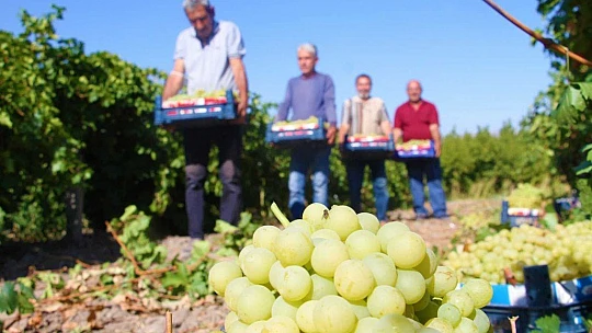 Elazığ'da 'En tatlı' hasat dönemi başladı