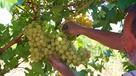 Elazığ'da 'En tatlı' hasat dönemi başladı