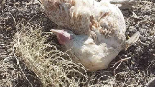 Elazığ'da köpekler kümese girdi, 35 tavuğu telef etti