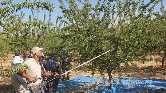 Elazığ'da 'organik badem hasat etkinliği' düzenlendi