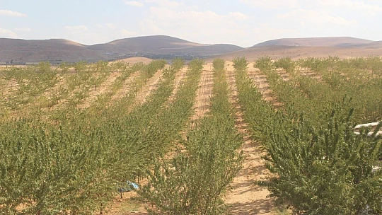 Elazığ'da 'organik badem hasat etkinliği' düzenlendi