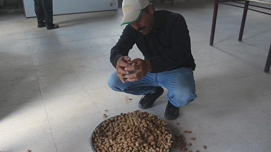 Elazığ'da 'organik badem hasat etkinliği' düzenlendi