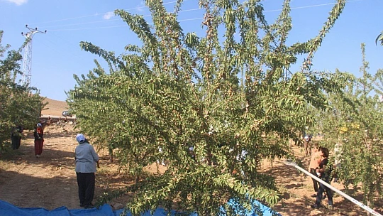 Elazığ'da 'organik badem hasat etkinliği' düzenlendi