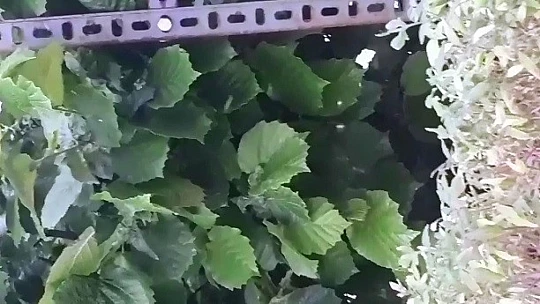 Elazığ'da 'yaprak biti' bahçe ve evleri sardı, ekipler çalışma başlattı