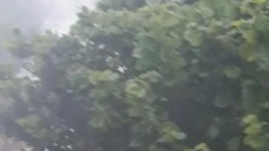 Elazığ'da 'yaprak biti' bahçe ve evleri sardı, ekipler çalışma başlattı