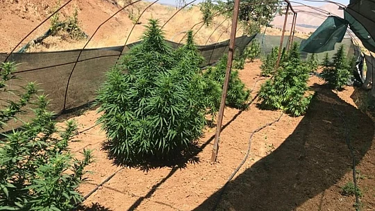 Elazığ'da 1 kilo esrar ve 17 kök kenevir ele geçirildi