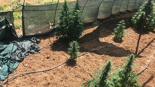 Elazığ'da 1 kilo esrar ve 17 kök kenevir ele geçirildi