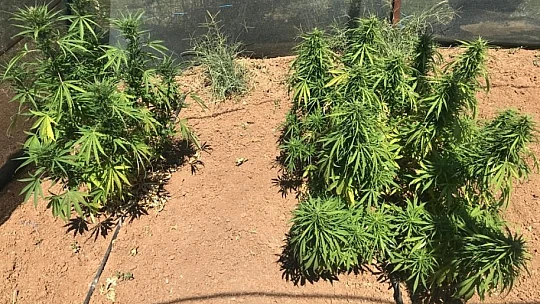 Elazığ'da 1 kilo esrar ve 17 kök kenevir ele geçirildi