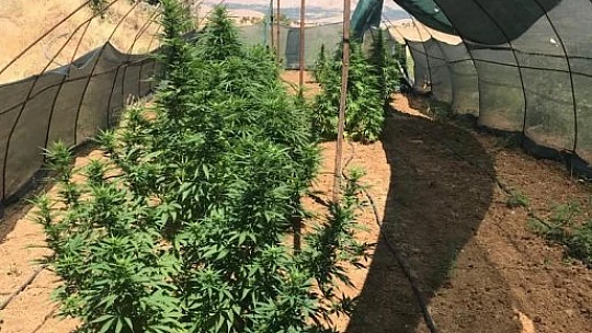 Elazığ'da 1 kilo esrar ve 17 kök kenevir ele geçirildi