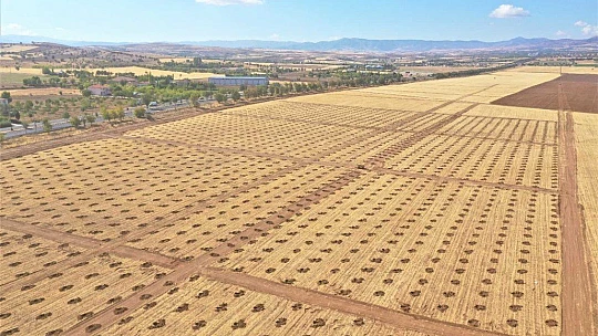 Elazığ'da 100 hektarlık alanda 46 bin adet fidan dikilecek