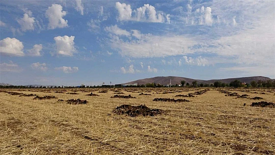 Elazığ'da 100 hektarlık alanda 46 bin adet fidan dikilecek