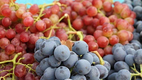 Elazığ'da 15. Bağ Bozumu ve Orcik Festivali başladı