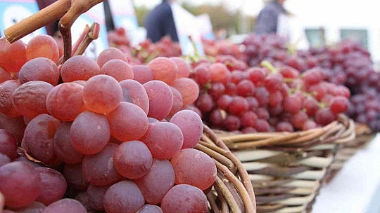 Elazığ'da 15. Bağ Bozumu ve Orcik Festivali başladı