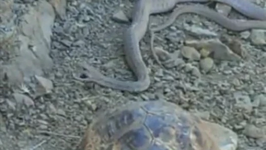 Elazığ'da 2 metrelik yılan ve kaplumbağa birlikte görüntülendi