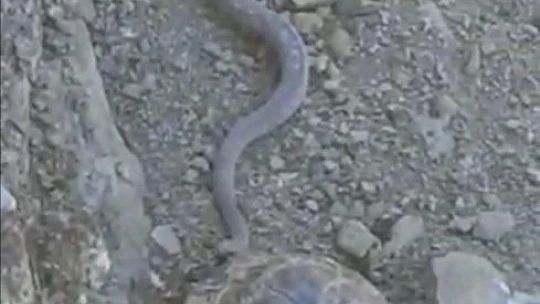 Elazığ'da 2 metrelik yılan ve kaplumbağa birlikte görüntülendi
