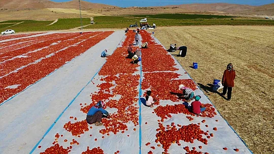 Elazığ'da 20 bin dekar alanda domates hasadı sürüyor