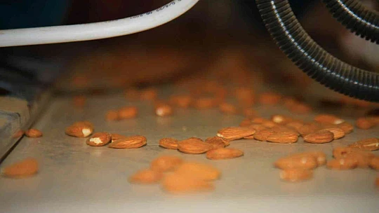 Elazığ'da 20 bin dönümlük alanda badem hasadı başladı