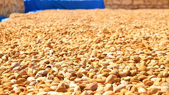 Elazığ'da 20 bin dönümlük alanda badem hasadı başladı