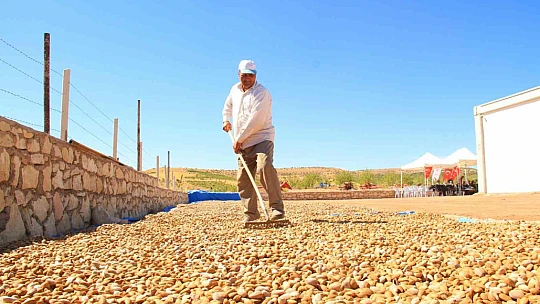 Elazığ'da 20 bin dönümlük alanda badem hasadı başladı