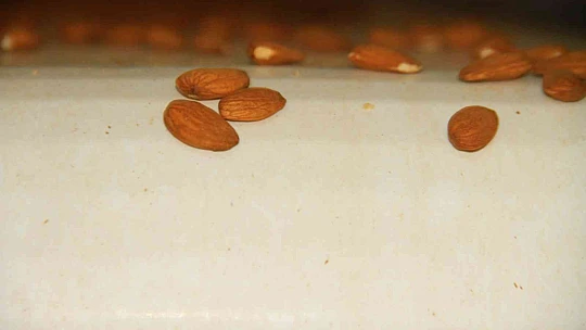 Elazığ'da 20 bin dönümlük alanda badem hasadı başladı