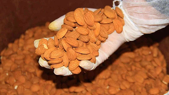 Elazığ'da 20 bin dönümlük alanda badem hasadı başladı