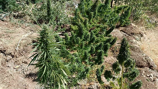 Elazığ'da 20 kilo esrar ele geçirildi: 1 gözaltı