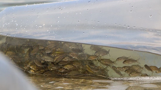 Elazığ'da 21 bin ton balık üretimi