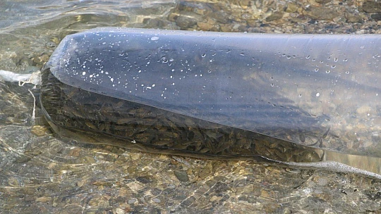 Elazığ'da 21 bin ton balık üretimi