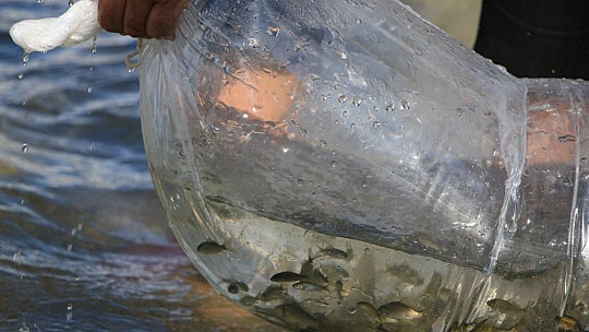 Elazığ'da 21 bin ton balık üretimi